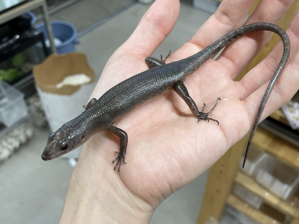 kanahebi様 イチオシ生体たち！ エメツリモニターのCBや激レア、メデムカベ
