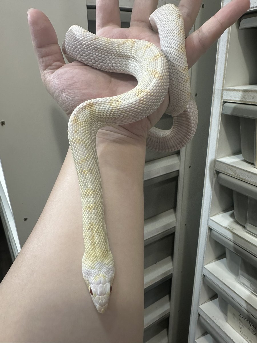 angersnake's tweet photo. ブルスネーク アルビノホワイトサイド色々Hetも入っている
いい蛇でした🐍
#ブルスネーク
#bullsnake https://t.co/isVdin4Tmv