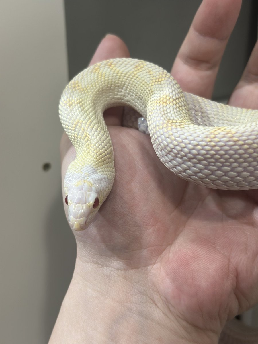angersnake's tweet photo. ブルスネーク アルビノホワイトサイド色々Hetも入っている
いい蛇でした🐍
#ブルスネーク
#bullsnake https://t.co/isVdin4Tmv