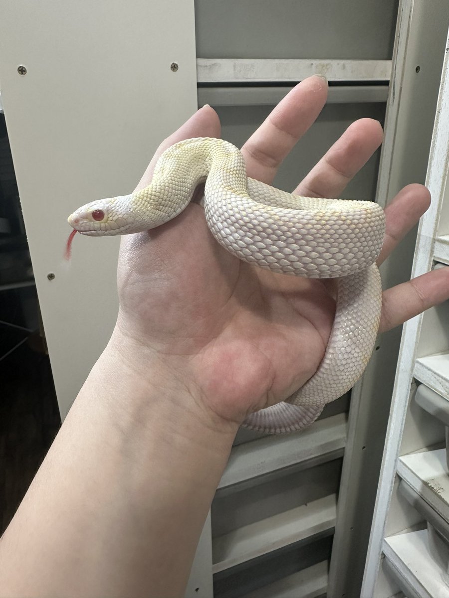 angersnake's tweet photo. ブルスネーク アルビノホワイトサイド色々Hetも入っている
いい蛇でした🐍
#ブルスネーク
#bullsnake https://t.co/isVdin4Tmv