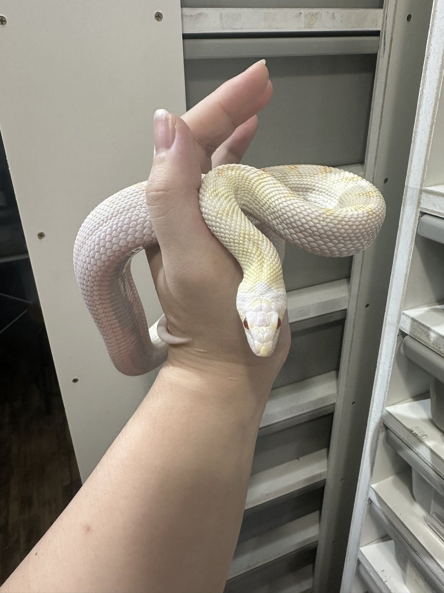 angersnake's tweet photo. ブルスネーク アルビノホワイトサイド色々Hetも入っている
いい蛇でした🐍
#ブルスネーク
#bullsnake https://t.co/isVdin4Tmv