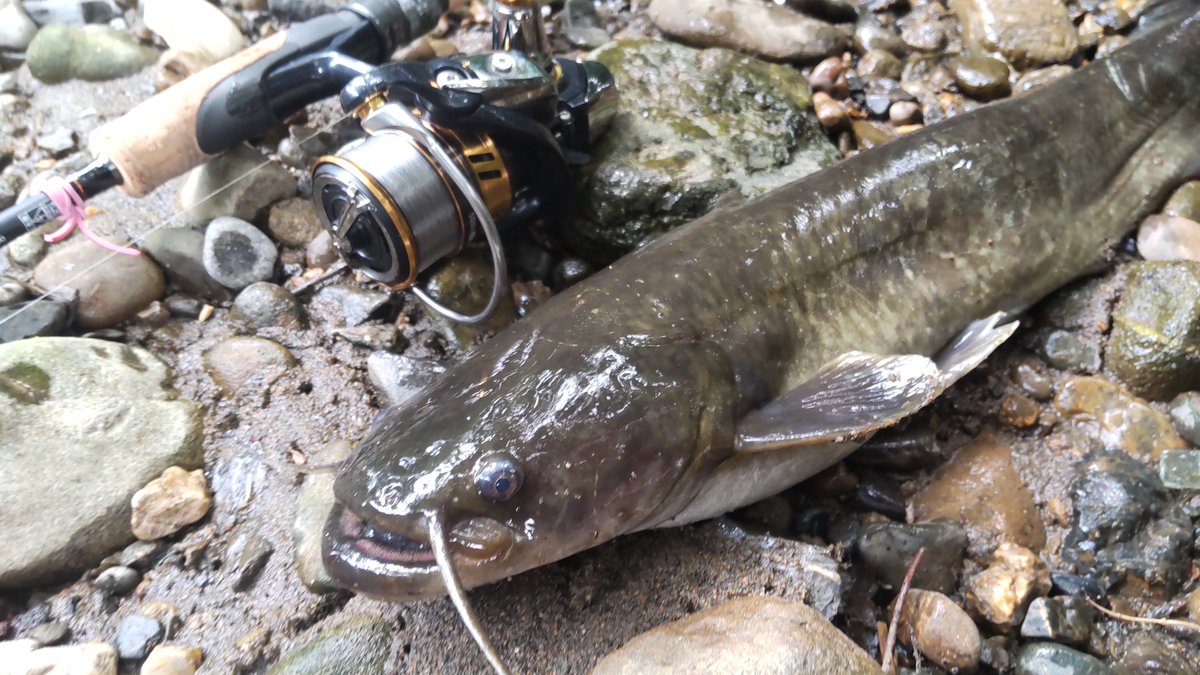 mskn58's tweet photo. 今日もご近所フィッシング。木の下にナマズらしき魚影発見！すかさずルアーを投げるがラインが木にかかり思いがけず提灯釣りスタイルに。2.3回アクション入れたら大当たり！初めてのナマズゲット𓆜3ポンドナイロンラインでよく上がってくれた。 https://t.co/6J7ECvARjm