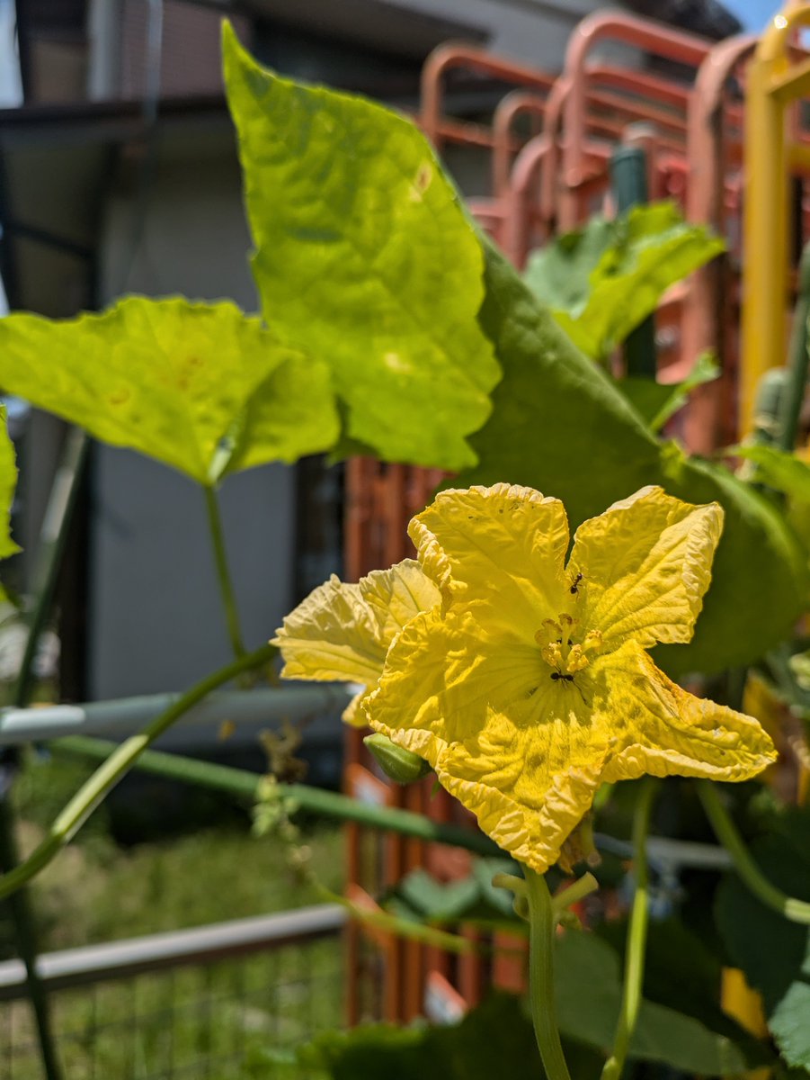SLDS0127's tweet photo. SLDSの片隅で栽培されている野菜たちが色づいてきました！今日もとても暑いですが、野菜たちの成長が日々楽しみです♪おいしくなーれ(*´▽｀*) https://t.co/vGFYuq5hAQ