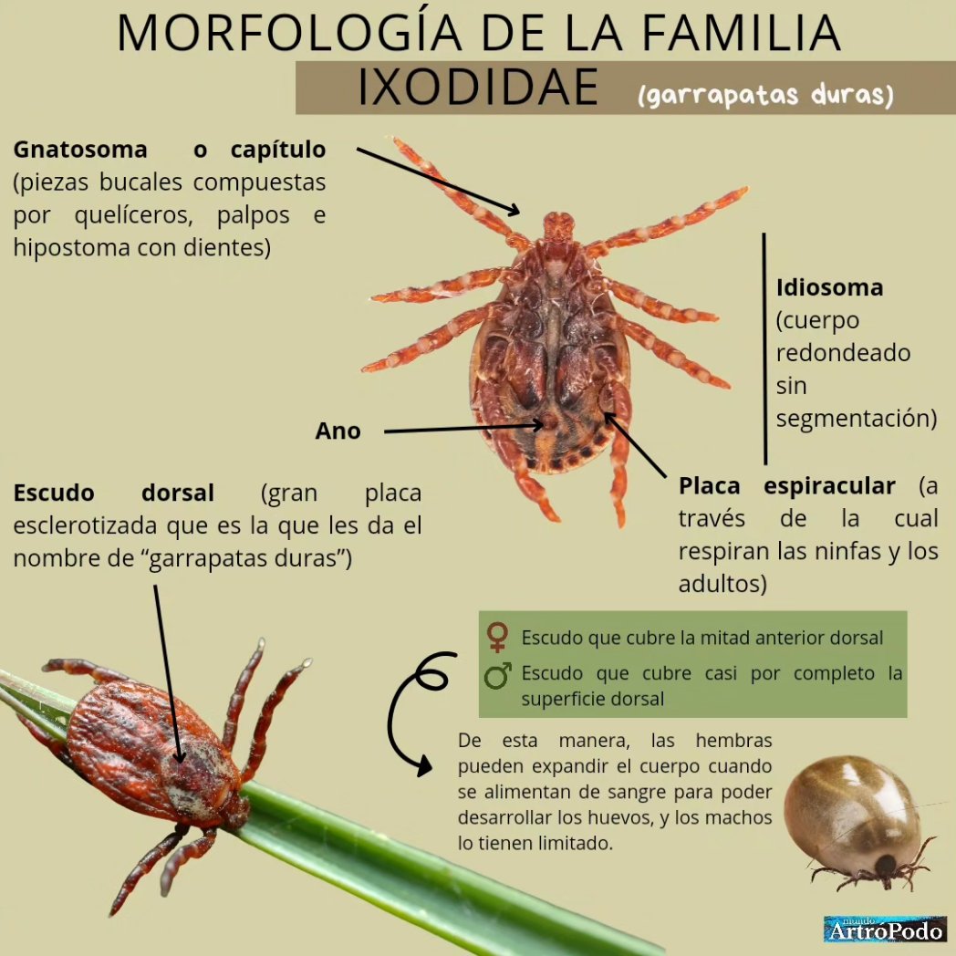 MundoArtroPodo's tweet photo. ¿Qué sabes sobre las garrapatas? 🤔 

Parece que este año las garrapatas están dando mucho que hablar, por eso, hemos querido hacer esta infografía donde os contamos algunos datos importantes y curiosos sobre la biología de estos artrópodos. https://t.co/GNf4o6XuYI