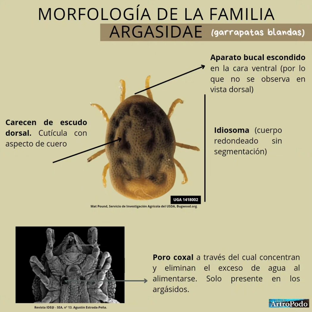 MundoArtroPodo's tweet photo. ¿Qué sabes sobre las garrapatas? 🤔 

Parece que este año las garrapatas están dando mucho que hablar, por eso, hemos querido hacer esta infografía donde os contamos algunos datos importantes y curiosos sobre la biología de estos artrópodos. https://t.co/GNf4o6XuYI