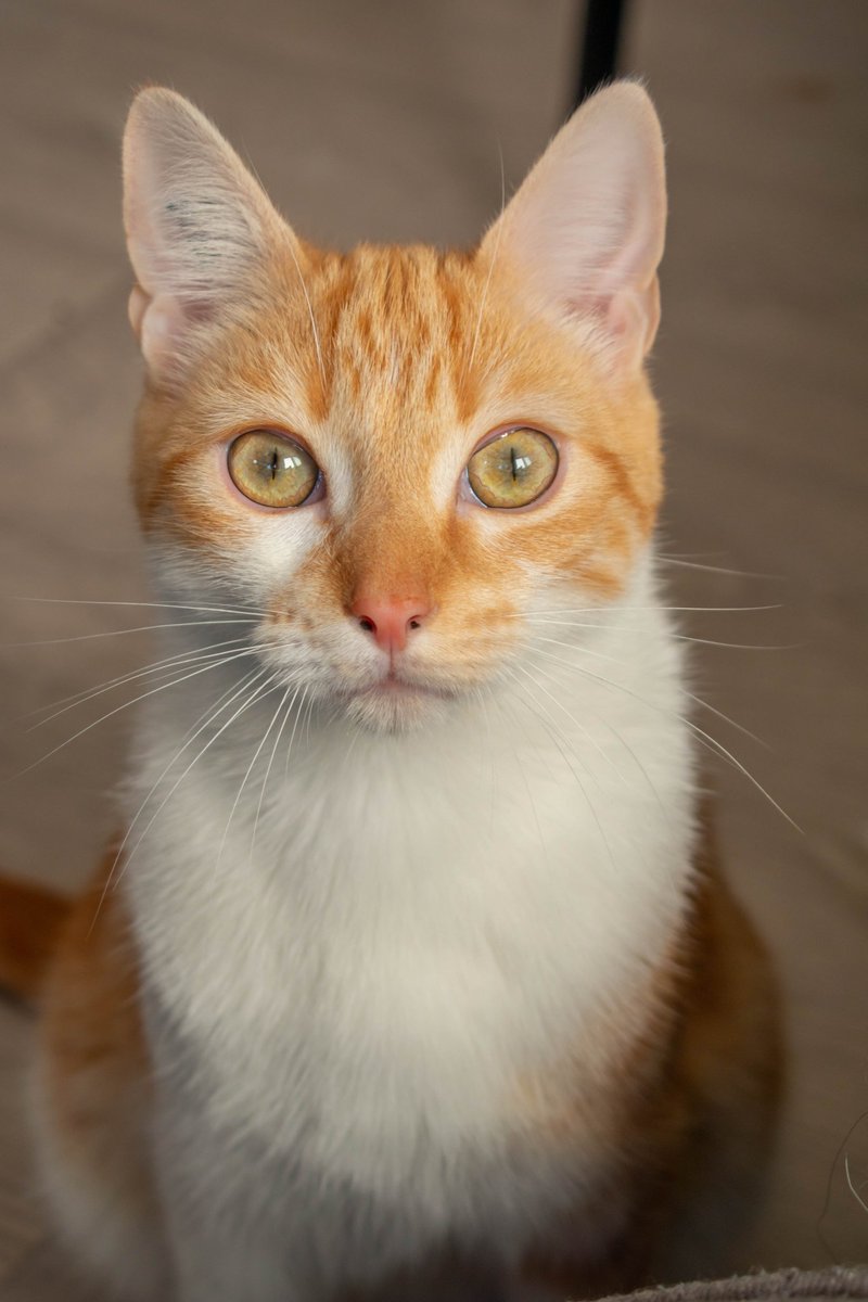 ChipiePrincesse's tweet photo. PAF À LA PIF ROUND 2 💥

C'est avec une grande tristesse que notre petit Spica se retrouve atteint de la PIF, nous forçant à revenir solliciter votre aide pour tenter de lui sauver la vie...

On a rouvert une cagnotte : https://t.co/XLgbrCmysb

On vous met plus d'explications ⬇️ https://t.co/HgNxQvcFT1
