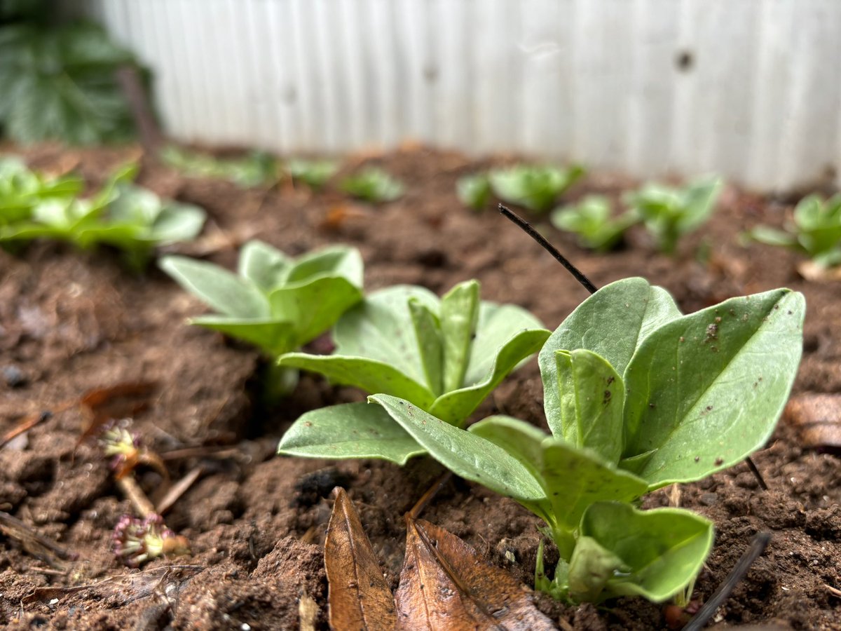 Remi da Corgi enjoyed time in her garden this morning after rain overnight