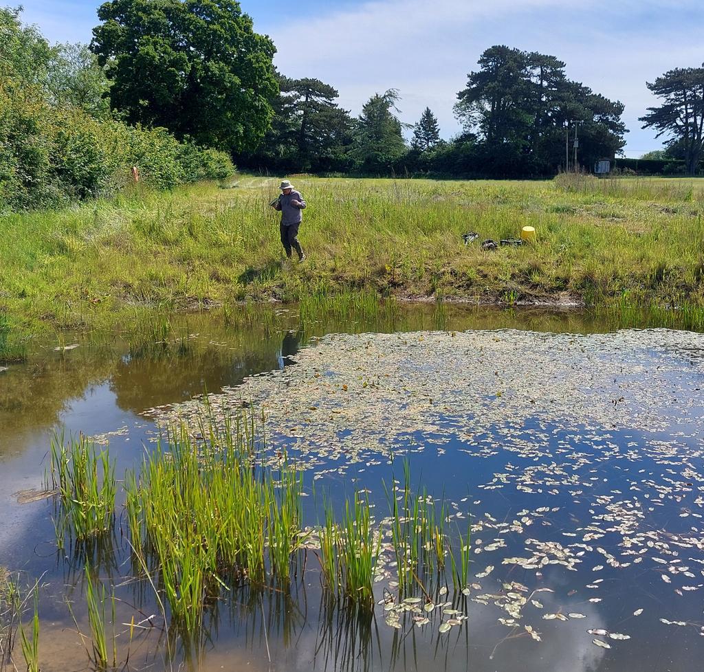 Prof Carl Sayer (@carlsayerucl) on Twitter photo #Ghostpond resurrection. Surely the fastest & most fully successful form of ecological restoration known. The work of <a href="/norfolkponds/">NorfolkPondsProject</a> #Ghostpond resurrection. Surely the fastest & most fully successful form of ecological restoration known. The work of <a href="/norfolkponds/">NorfolkPondsProject</a>