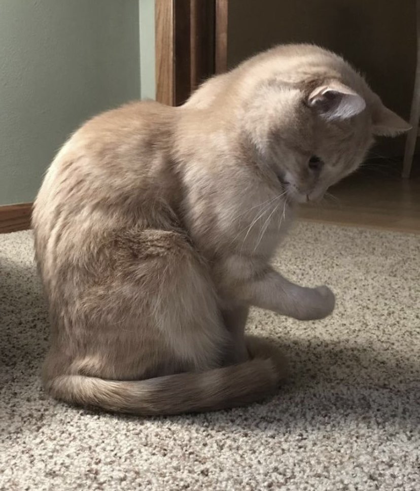linoascats's tweet photo. https://t.co/WzBvozp4Sx