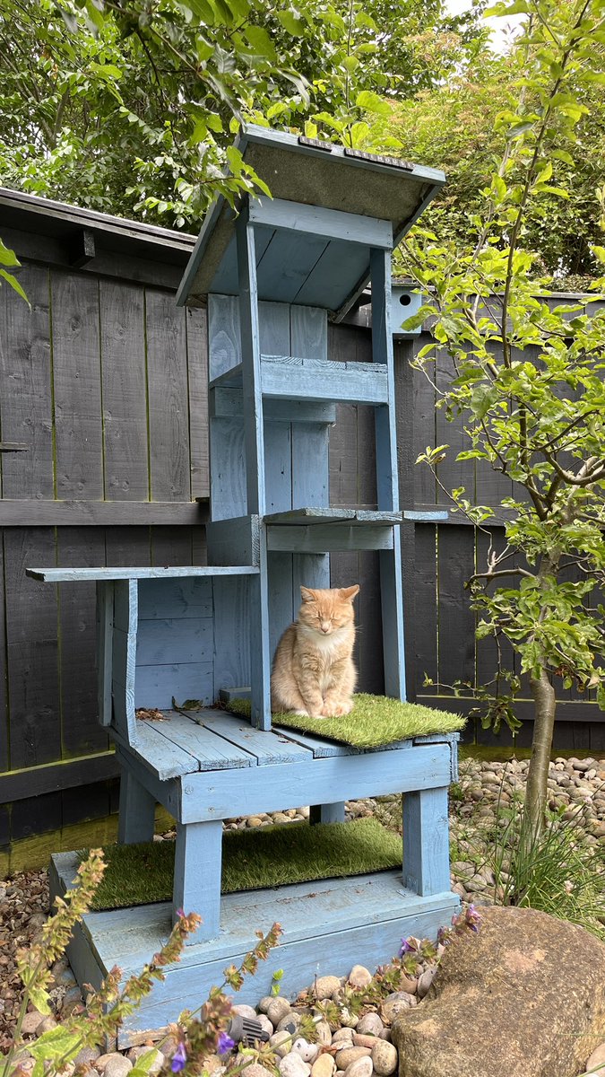 erics_escapades's tweet photo. Happy Treehouse Tuesday all, as you can see Iβm making most of my treehouse before the rain starts again. Enjoy your day all πΊ π»π§‘ #CatsOfX #adoptdontshop #rescuecat #catlovers #treehousetuesday https://t.co/pVst2DdiWT