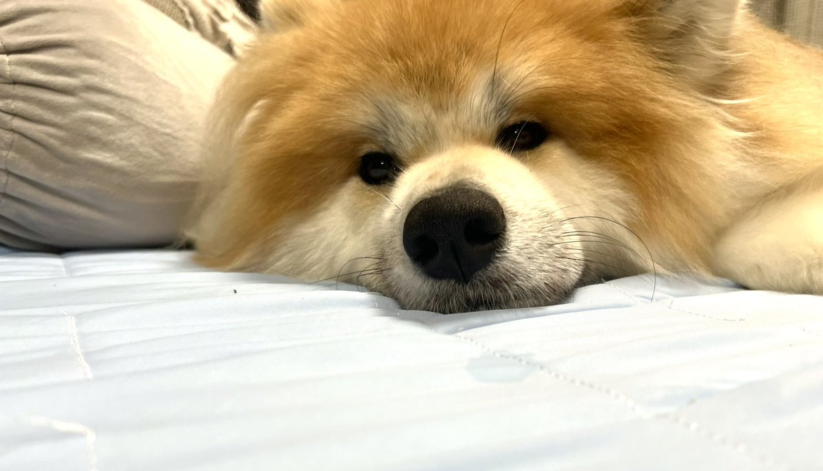 犬、存在が大感謝祭