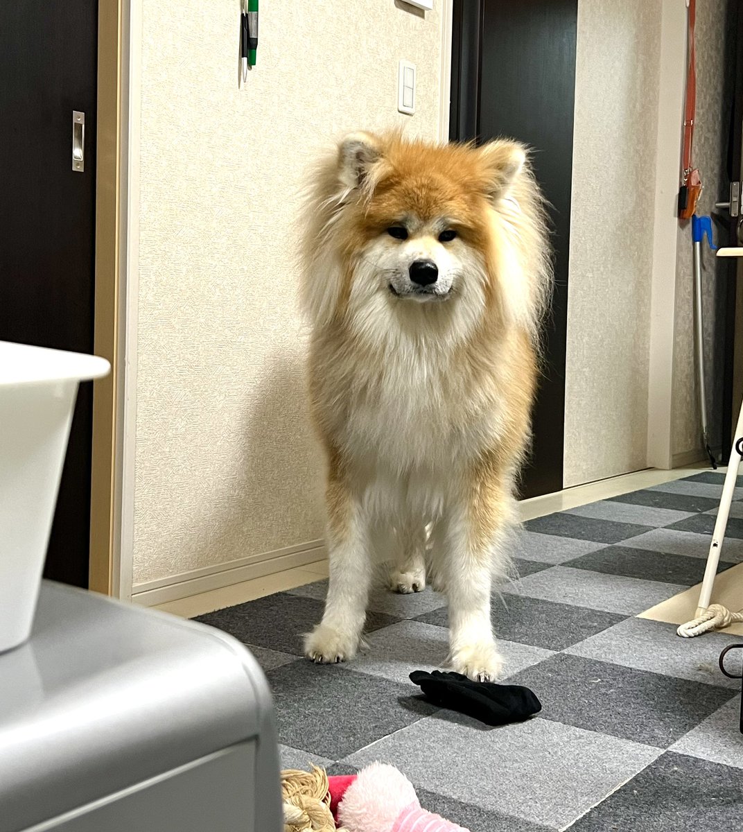 犬、存在が大感謝祭