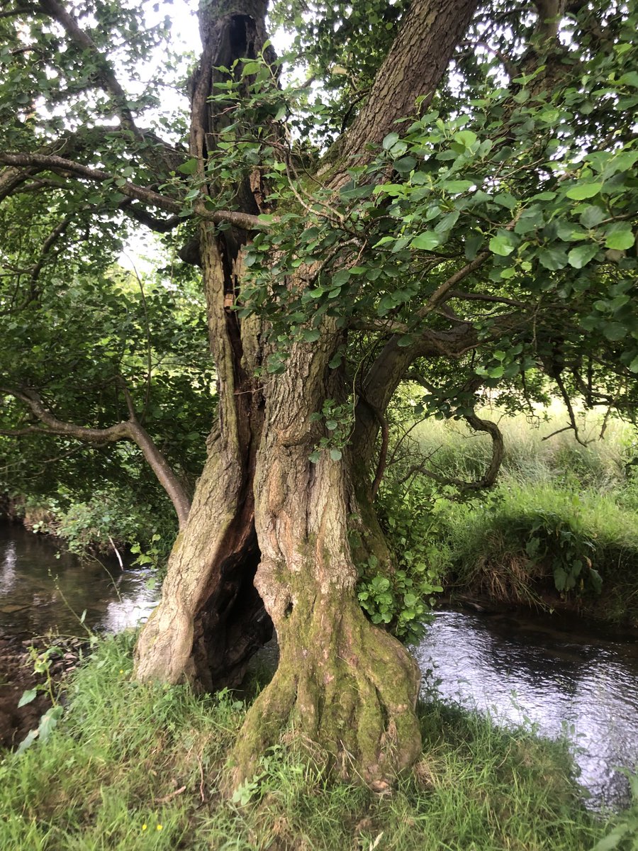 Ian Edwards tweet media