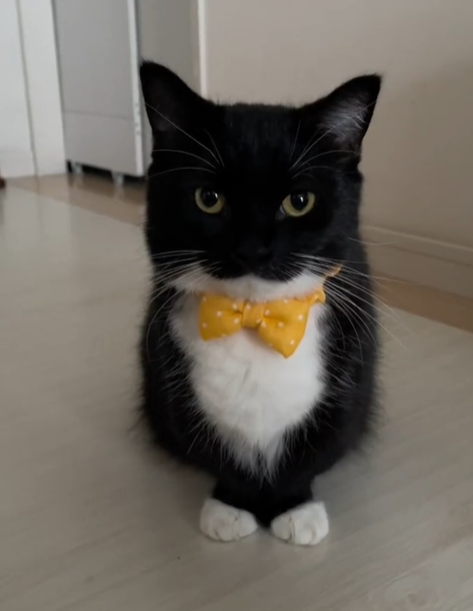 MAXWELL THE CAT (@MAXWELLCATETH) / Posts / X