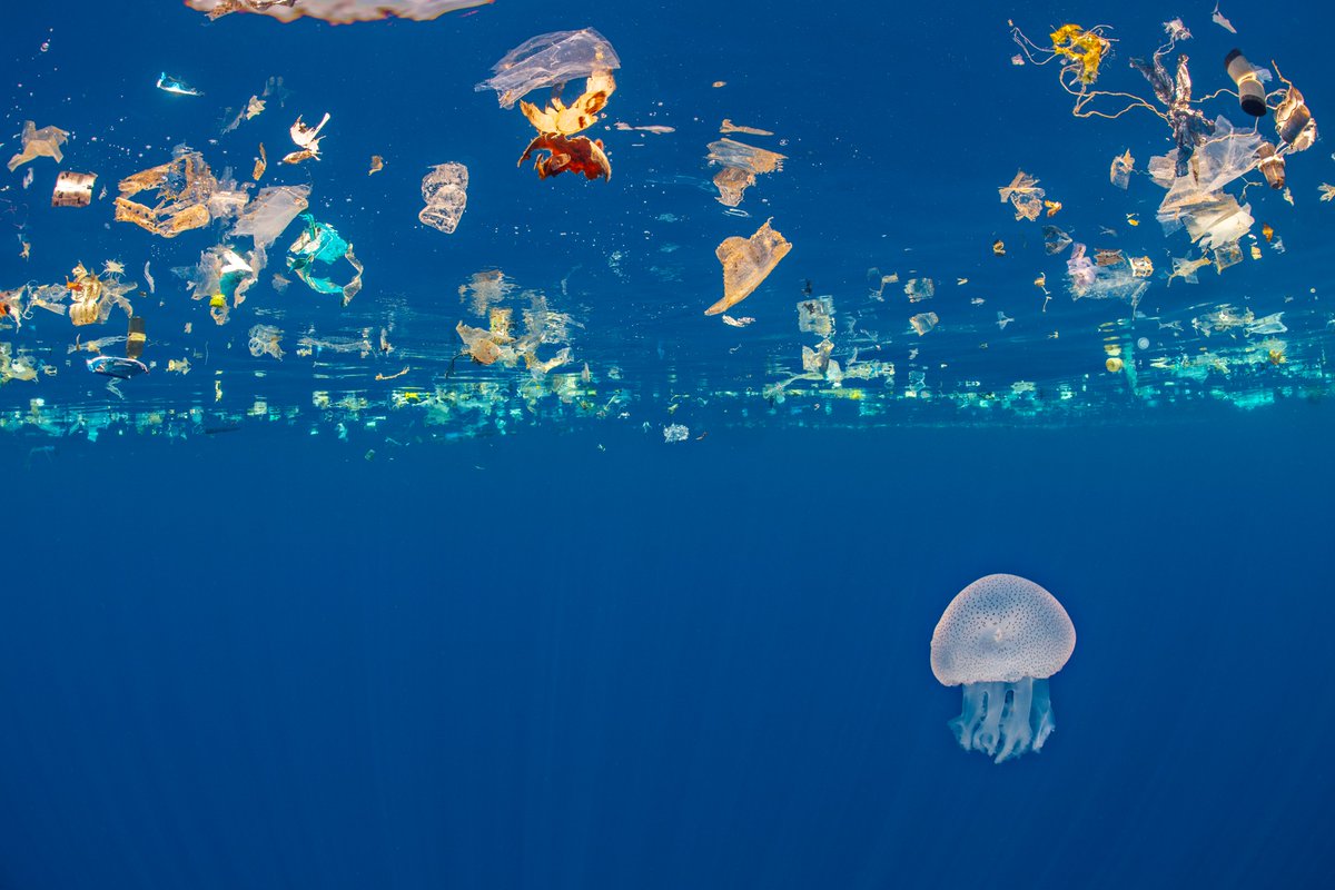 L'87% del #MarMediterraneo è inquinato!
Con 1,9 milioni di frammenti per mq  presenta la più alta concentrazione di #microplastiche mai misurata nelle  profondità. L’inquinamento idrico provoca 1,4 milioni di morti al mondo ogni anno <a href="/wwf/">WWF</a> <a href="/WWFitalia/">wwfitalia</a>  #wwf italiavela.it/articolo.asp?i…