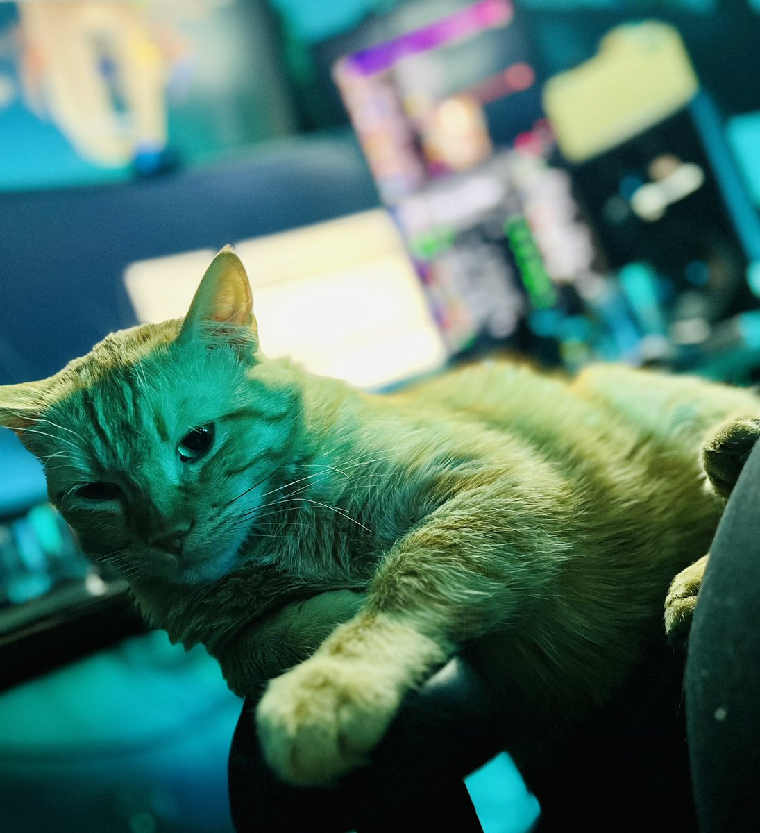 Ludumelit's tweet photo. Solaire. <3
#CatDev https://t.co/ixqDL7eabg