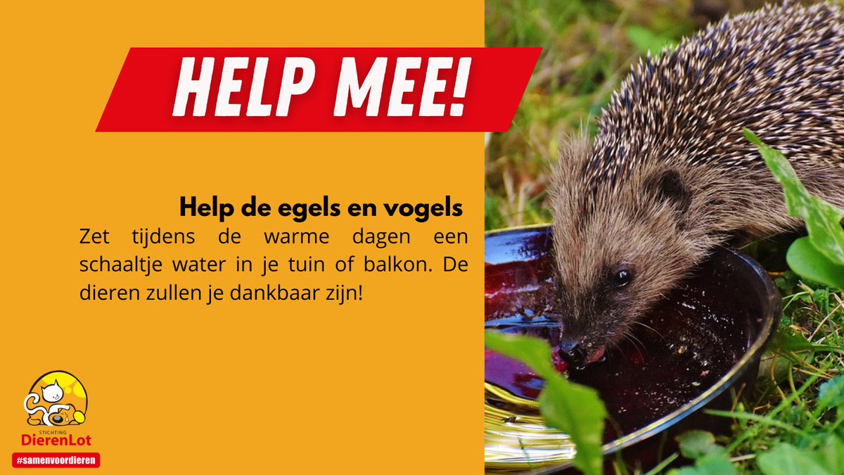 Dieren helpen? Het kan heel makkelijk!  Zet een schaaltje water in je tuin of balkon.

Dieren zoals egels en vogels zullen je ontzettend dankbaar zijn. Met warm weer kan water namelijk echt het verschil maken voor de dieren.

#dierenhulp #zomer #hittetips #dierentip #tip #tuintip