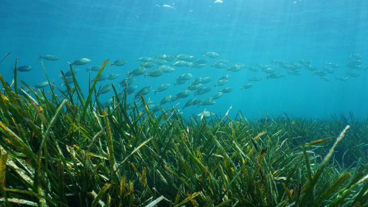 The Coral Reef Research Hub tweet media