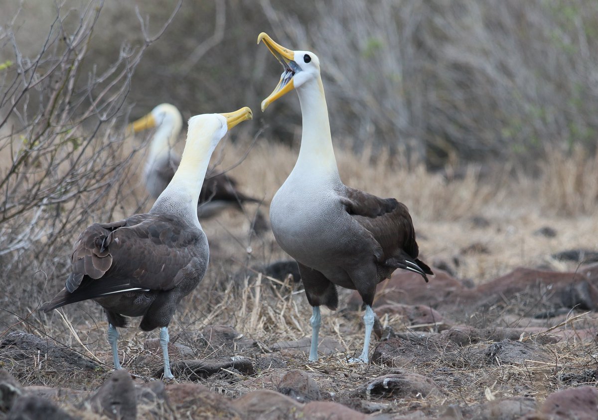 Jacopo G Cecere (@jgcecere) on Twitter photo A great collaboration with <a href="/jocotoco_org/">FundaciónJocotoco</a> to tag albatrosses with GPS & proximity sensors to fishing vessels at Galapagos has allowed me to learn the species and its vulnerability:
bycatch, unbalanced sex ratio and low reproductive success are just a few of the problems they face A great collaboration with <a href="/jocotoco_org/">FundaciónJocotoco</a> to tag albatrosses with GPS & proximity sensors to fishing vessels at Galapagos has allowed me to learn the species and its vulnerability:
bycatch, unbalanced sex ratio and low reproductive success are just a few of the problems they face