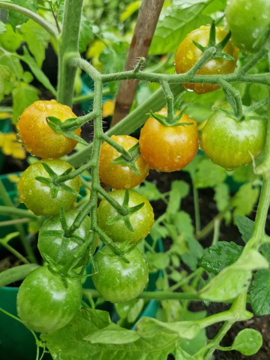 Good morning #Bolton #Allotments #Growing #Community #TuesdayMotivation