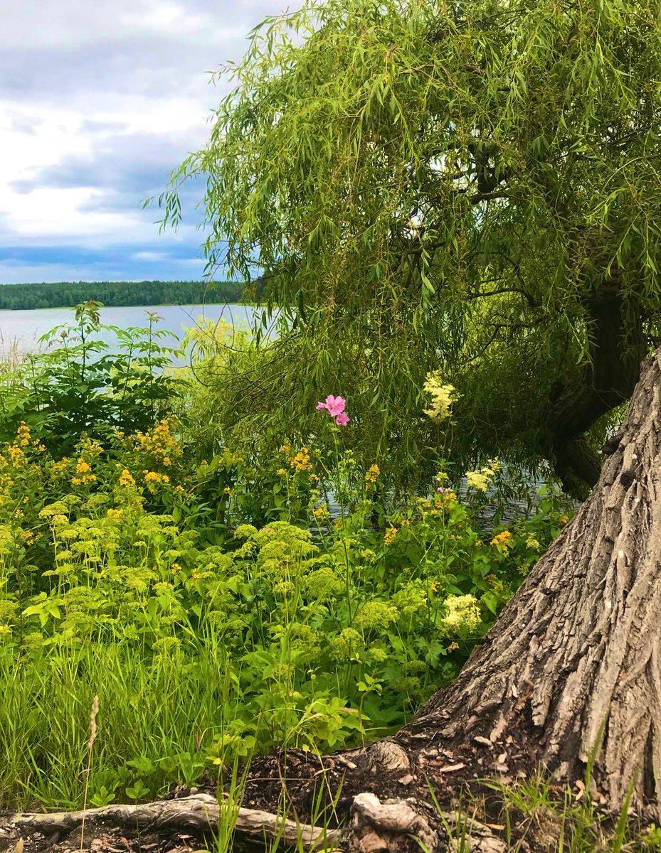 2AimeePhillips's tweet photo. Good morning Beautiful People🥰
Wonderful Tuesday to you all, have a beautiful day and share those amazing smiles.
What simple things make you happy, today?

 #naturewalk  #StormHour @ThePhotoHour #Water #Trees 🌳 #wildflowers #Sea🌊 #wildlife #Breathe #Thanks #Happiness #Breath https://t.co/dtFdwRGGvN