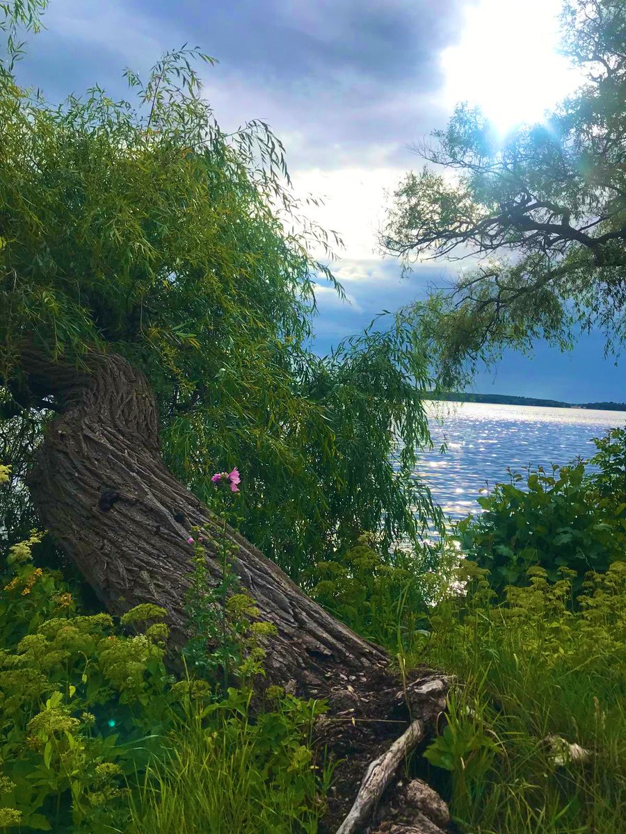 2AimeePhillips's tweet photo. Good morning Beautiful People🥰
Wonderful Tuesday to you all, have a beautiful day and share those amazing smiles.
What simple things make you happy, today?

 #naturewalk  #StormHour @ThePhotoHour #Water #Trees 🌳 #wildflowers #Sea🌊 #wildlife #Breathe #Thanks #Happiness #Breath https://t.co/dtFdwRGGvN