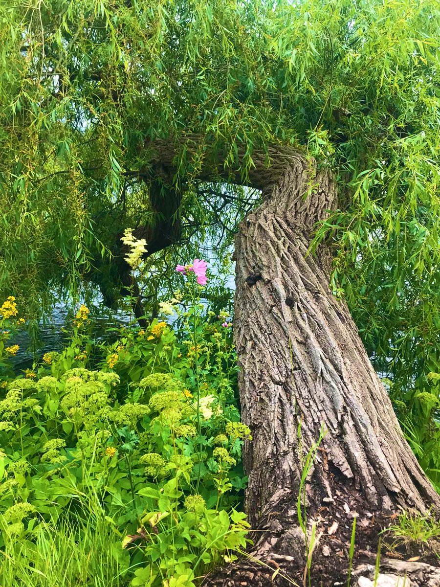 2AimeePhillips's tweet photo. Good morning Beautiful People🥰
Wonderful Tuesday to you all, have a beautiful day and share those amazing smiles.
What simple things make you happy, today?

 #naturewalk  #StormHour @ThePhotoHour #Water #Trees 🌳 #wildflowers #Sea🌊 #wildlife #Breathe #Thanks #Happiness #Breath https://t.co/dtFdwRGGvN