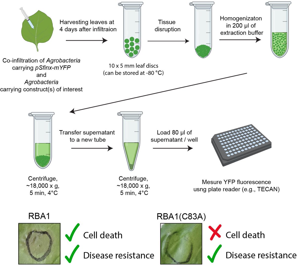 Maekawa lab@UniCo “Cell death & immunity” tweet media