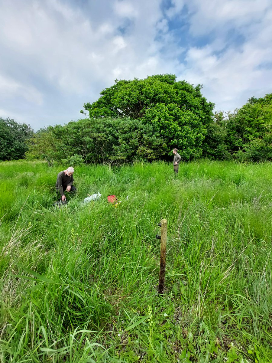 ym_rosas's tweet photo. Excited for oncoming Vorsø fieldwork 🌳!
Exploring impacts of human &amp; natural disturbances on old growth forests and natural colonization areas post-agriculture. 

We are analyzing ecological impacts on biodiversity after years of abandonment 🌿

@SaschaHansen12 https://t.co/ijxd9RBsl8