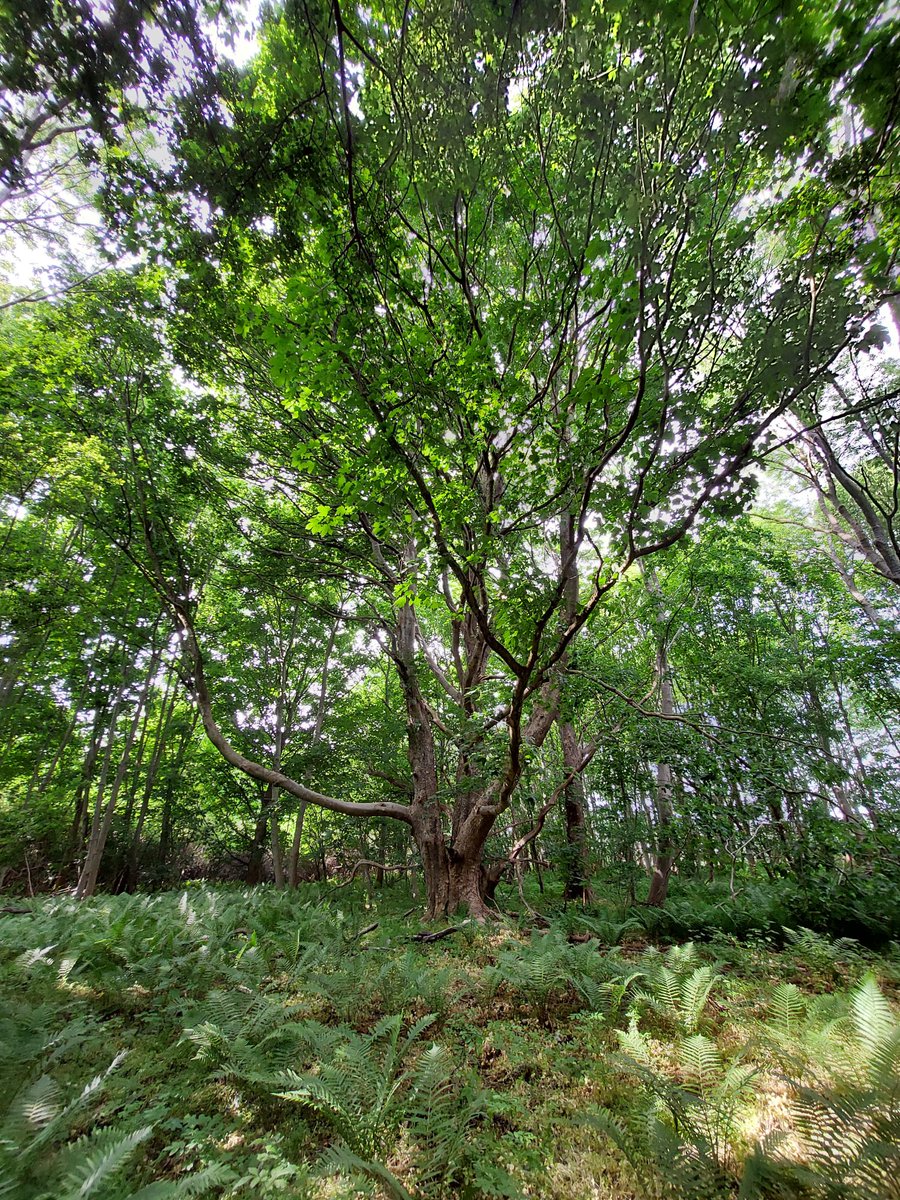 ym_rosas's tweet photo. Excited for oncoming Vorsø fieldwork 🌳!
Exploring impacts of human &amp; natural disturbances on old growth forests and natural colonization areas post-agriculture. 

We are analyzing ecological impacts on biodiversity after years of abandonment 🌿

@SaschaHansen12 https://t.co/ijxd9RBsl8