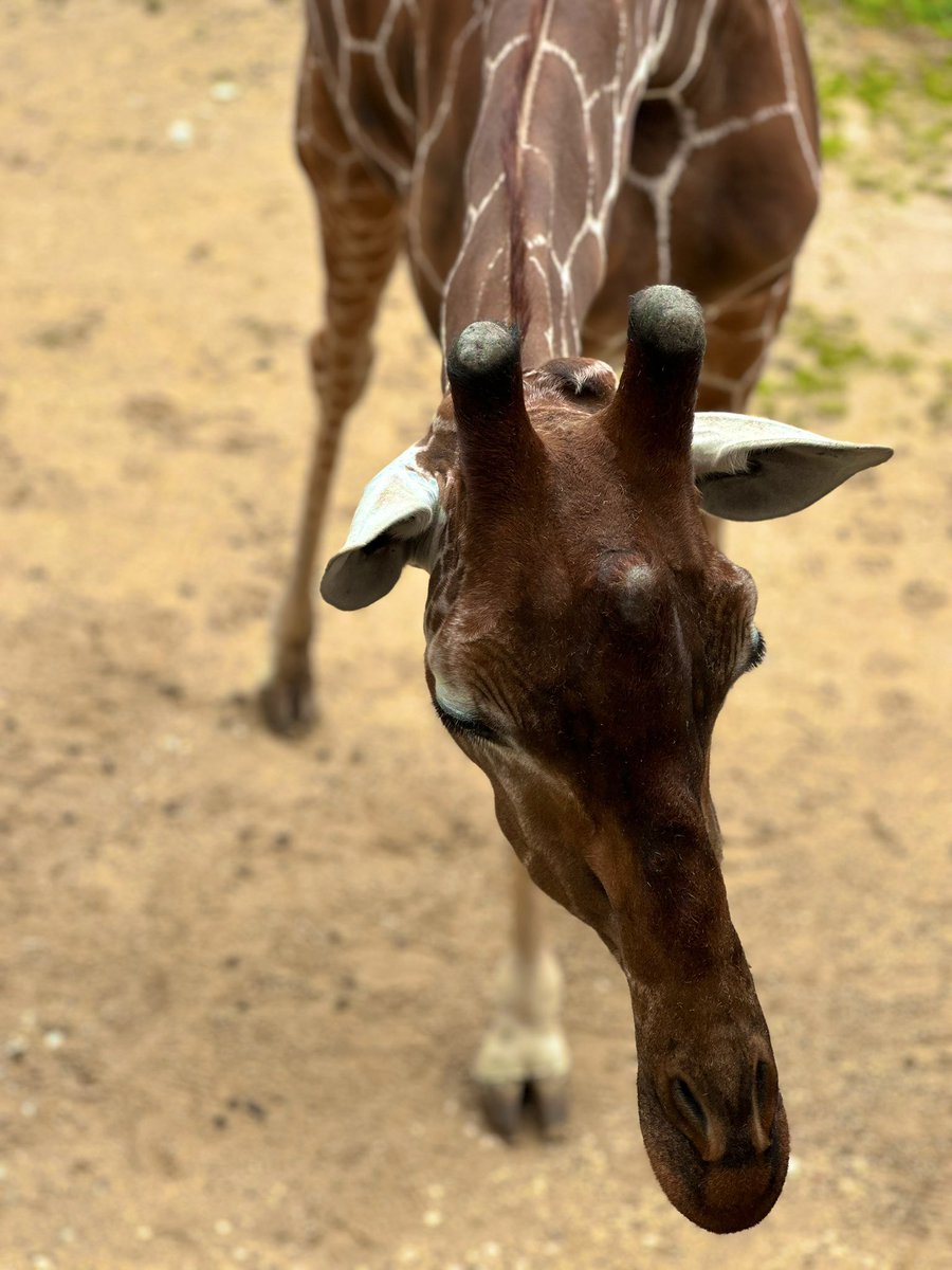 BOLHS_LowerSchool tweet media