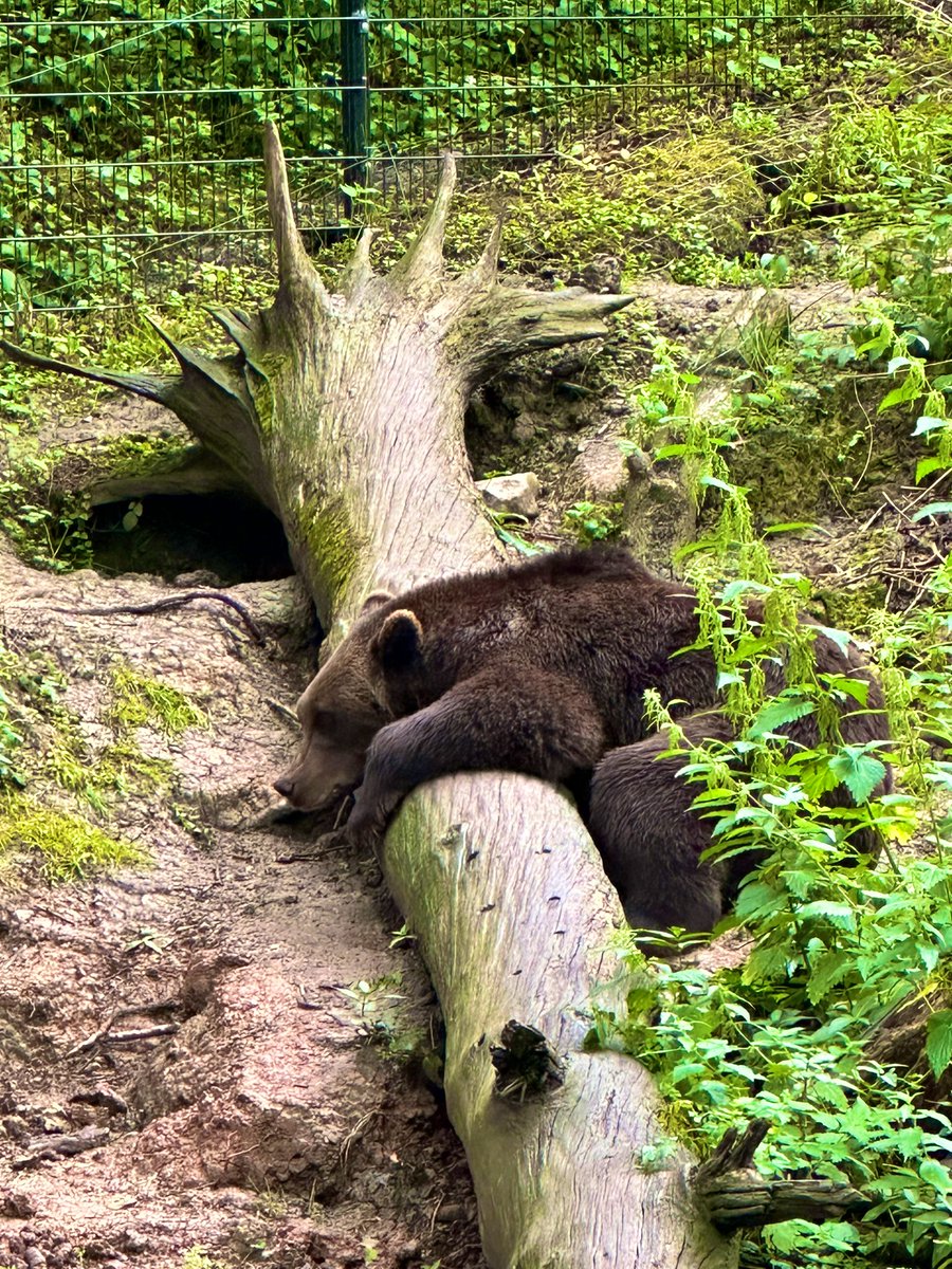 BOLHS_LowerSchool tweet media