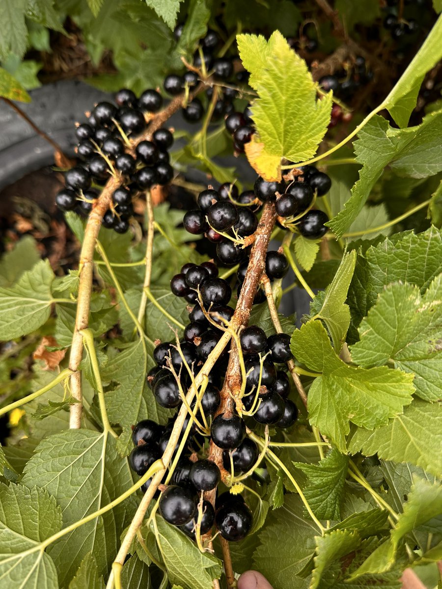 pvt_ak's tweet image. This view makes me so happy every time 😎
#blackcurrant
#growyourown 
#food