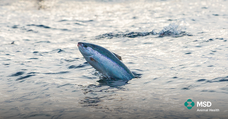 Today, we announced the completion of the acquisition of Elanco's aqua business, consisting of an innovative portfolio of medicines and vaccines, nutritionals and supplements. Read more: bit.ly/3WfkI2g