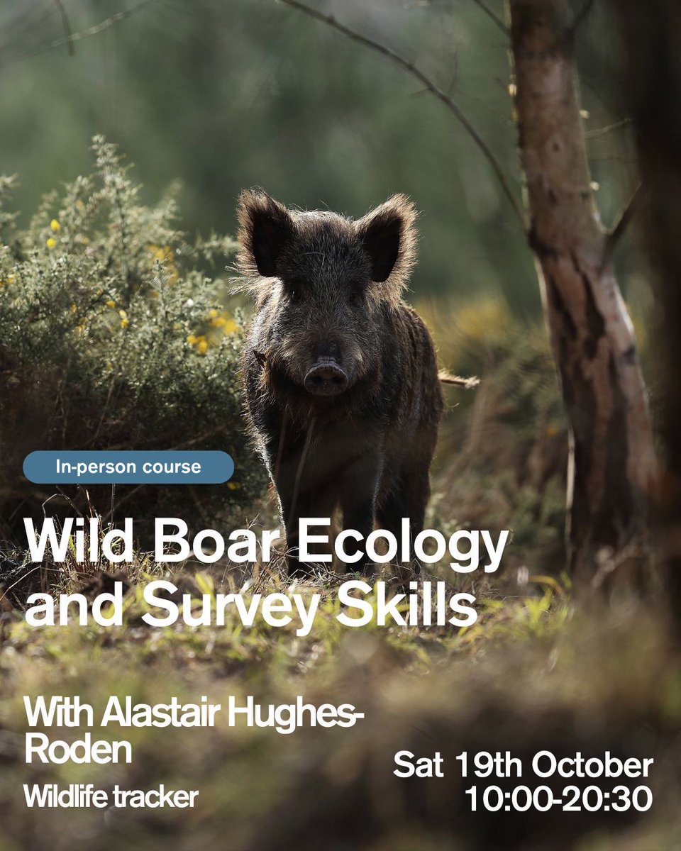 This workshop will examine the boar’s history, behaviour, ecology, impacts, public perception and management, alongside tracking sessions.

To sign up, click here: buff.ly/3VQhyk6 

Photo credit: Arron Roberts

#environment #wildlife #britishwildlife #nature #conservation