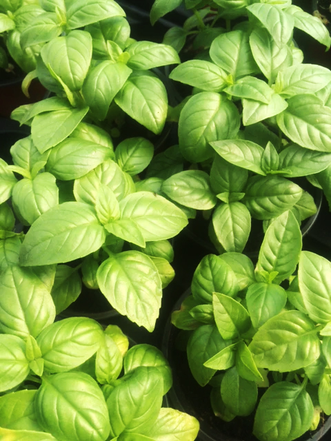 culinaryherbco's tweet photo. July’s Herb Of The Month is: Sweet Basil. Get 10% off with the code SWEETBASIL10 https://t.co/XjYpEpCf9P