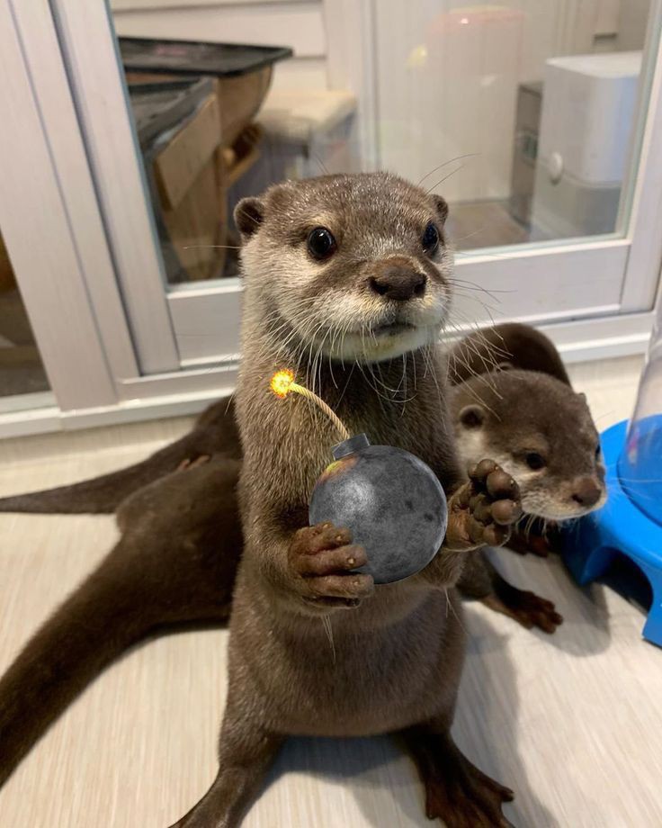 fan_club_otter's tweet photo. My playthings https://t.co/kVZZLfqMva