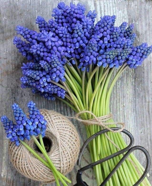 grape hyacinth.
