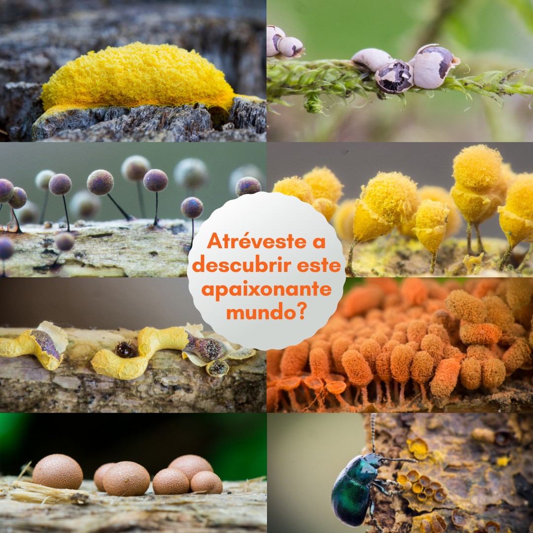 Grupo Micolóxico Galego Luís Freire tweet media