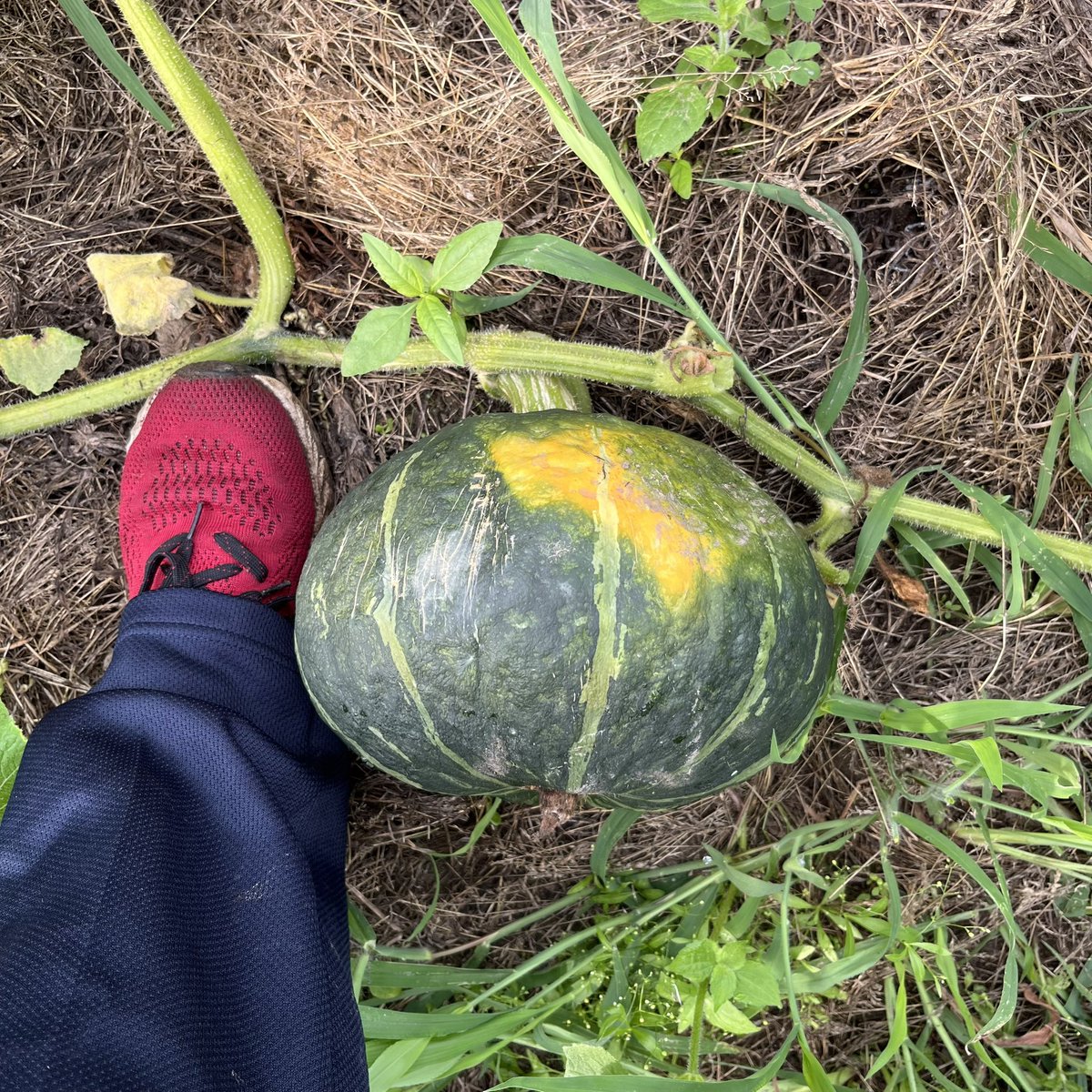 KATOMASA20's tweet photo. ミニトマト、南瓜の収穫が楽しみだな😊
 #野菜
 #野菜作り
 #野菜好きな人と繋がりたい https://t.co/eaOcMJRWbe