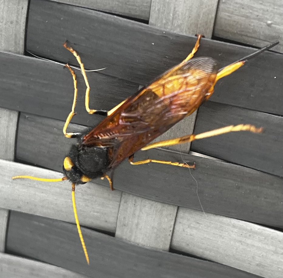 librarynative's tweet image. Does anyone know what this #insect is? About 5 cm in length, flies and a very long non-barbed stinger. I’m based in Perth Scotland. Can’t deny it, took this photo and then scarpered 😨 #entemology
