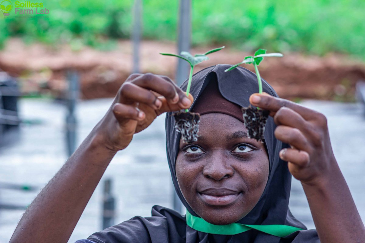 Samsonprolific's tweet photo. WRONG NARRATIVES

1. Farming is a punishment (experience from secondary school gave this impression)

2. Farming is for the illiterate (promoted by pictures in most media)

3. Farming is cheap with 100% ROI (motivational speakers &amp; portfolio fathers at work)

Let's correct these https://t.co/C9D4OjyeE9
