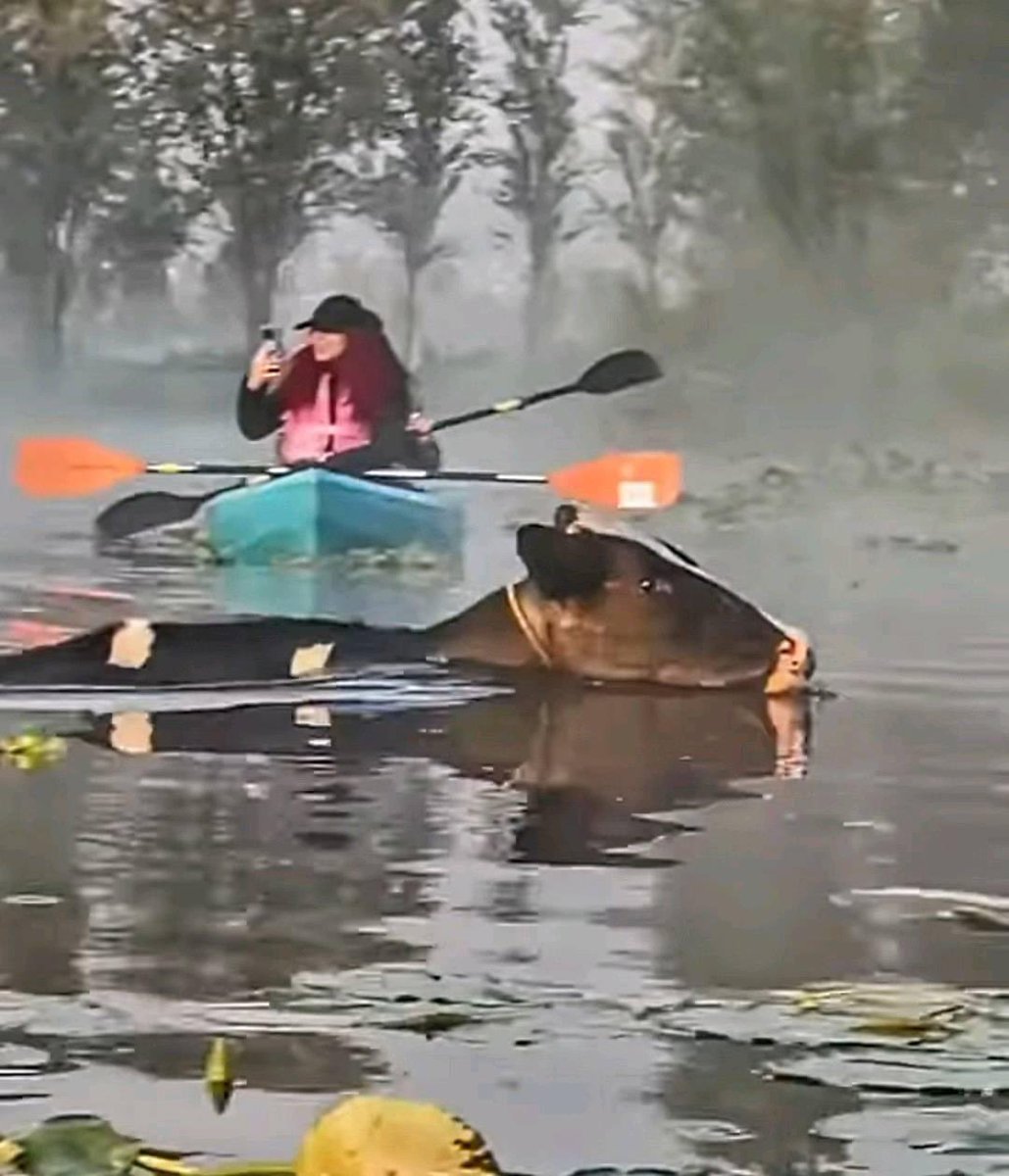 EnCoapa_'s tweet photo. Avistamiento de una vaquita marina en los canales de Xochimilco 😅 muuuuuevanse 🐮 https://t.co/VXImJh4bd5