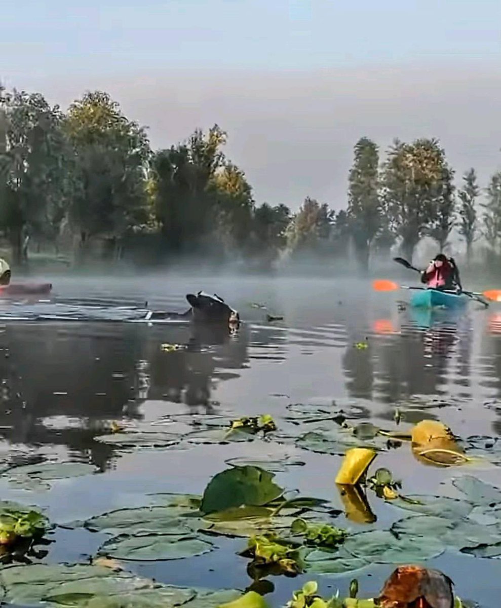 EnCoapa_'s tweet photo. Avistamiento de una vaquita marina en los canales de Xochimilco 😅 muuuuuevanse 🐮 https://t.co/VXImJh4bd5