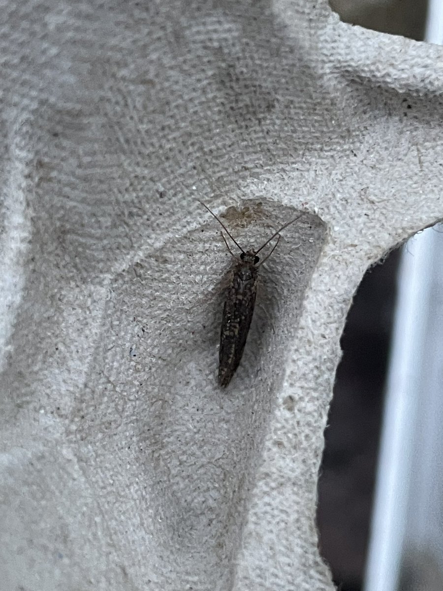 ChrisMason2's tweet photo. Could you help with these two please. Maybe not enough detail but they didn’t hang around for me to try and pot them. Many thanks. @MOTHIDUK https://t.co/FKKVpfOqhw