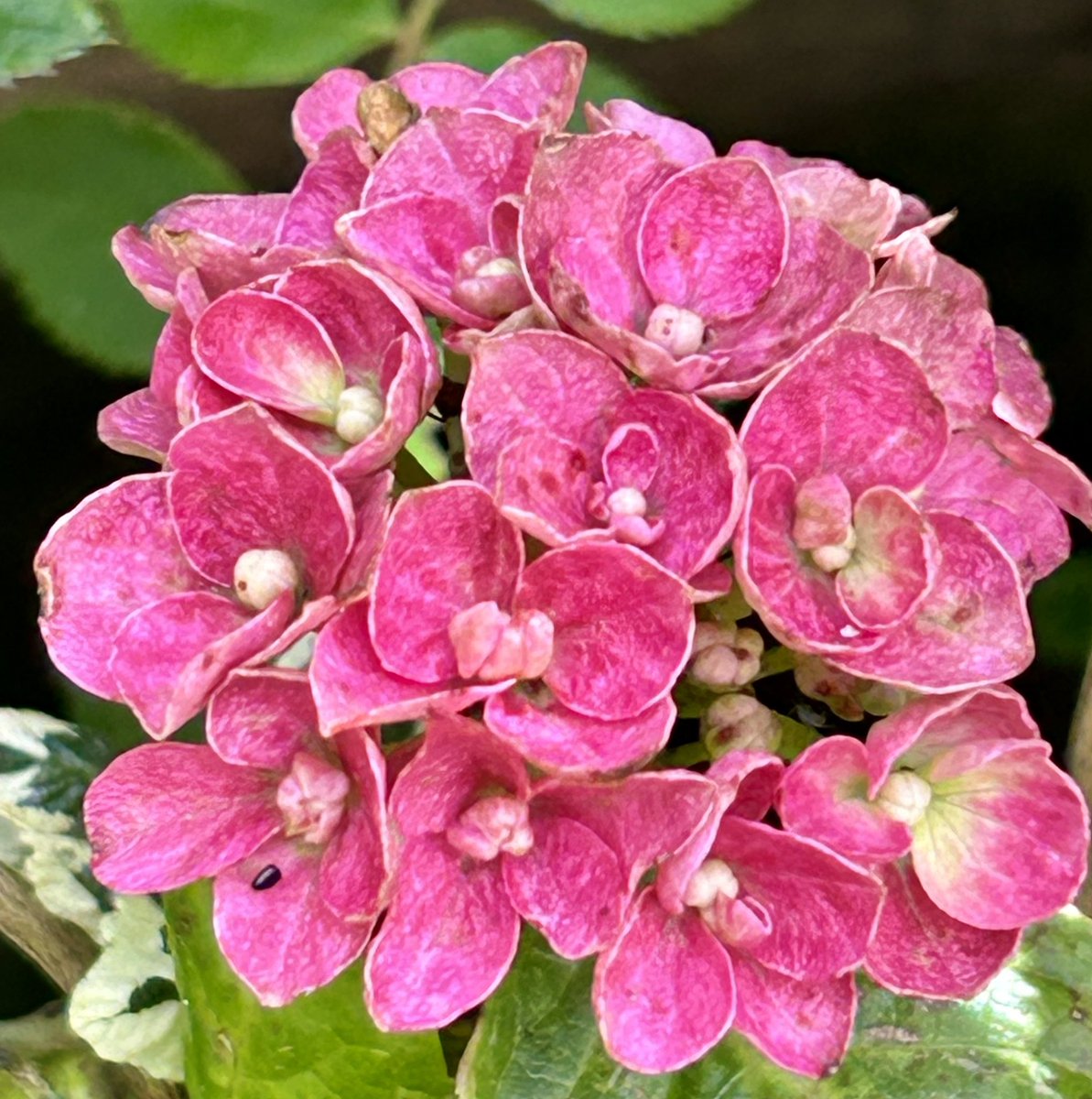 SaveOurSparrows's tweet photo. Yesterday it was HOT + the #Hydrangeas are out. Not as hot as 2023, but at least they flowering.
#GardeningX #NoBees ππ₯ https://t.co/HoVCF3YpxD