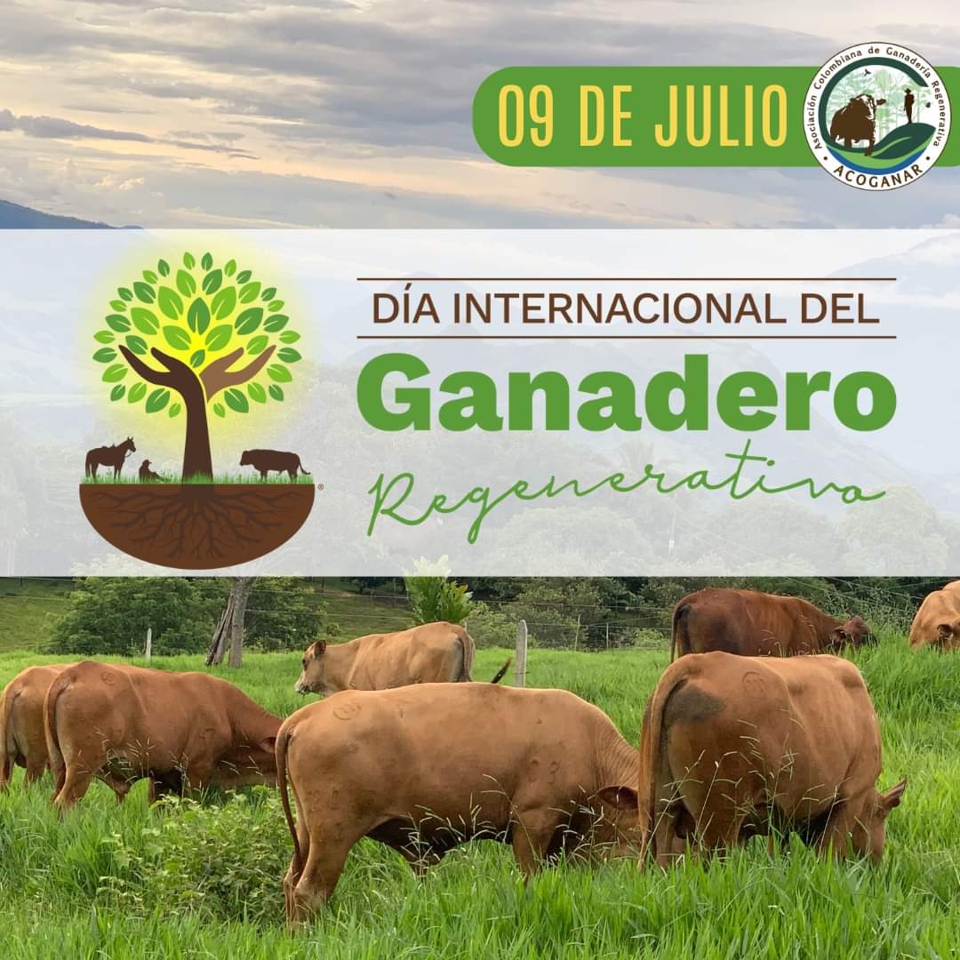 Asociación Colombiana de Ganadería Regenerativa tweet media