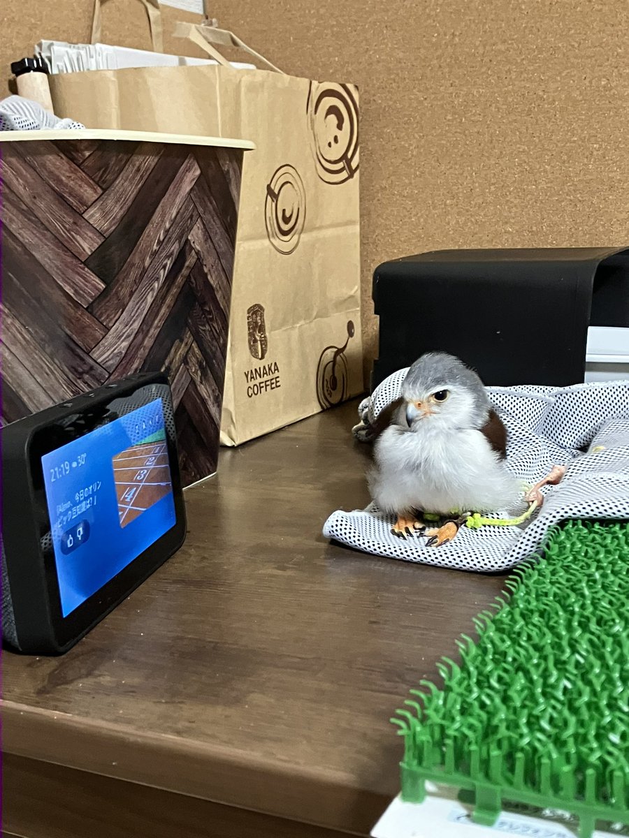 omita3_1222's tweet photo. すっかりテレビっ子のおみたさん

テレビ前＆人工芝から1段降りれるところが最近のお気に入り🫶

お手手揃えてお行儀よくおすわりしてました(*´﹀`*)

 #ピグミーファルコン  #コビトハヤブサ  #pygmyfalcon   #猛禽類 https://t.co/5GoAJBpnAb