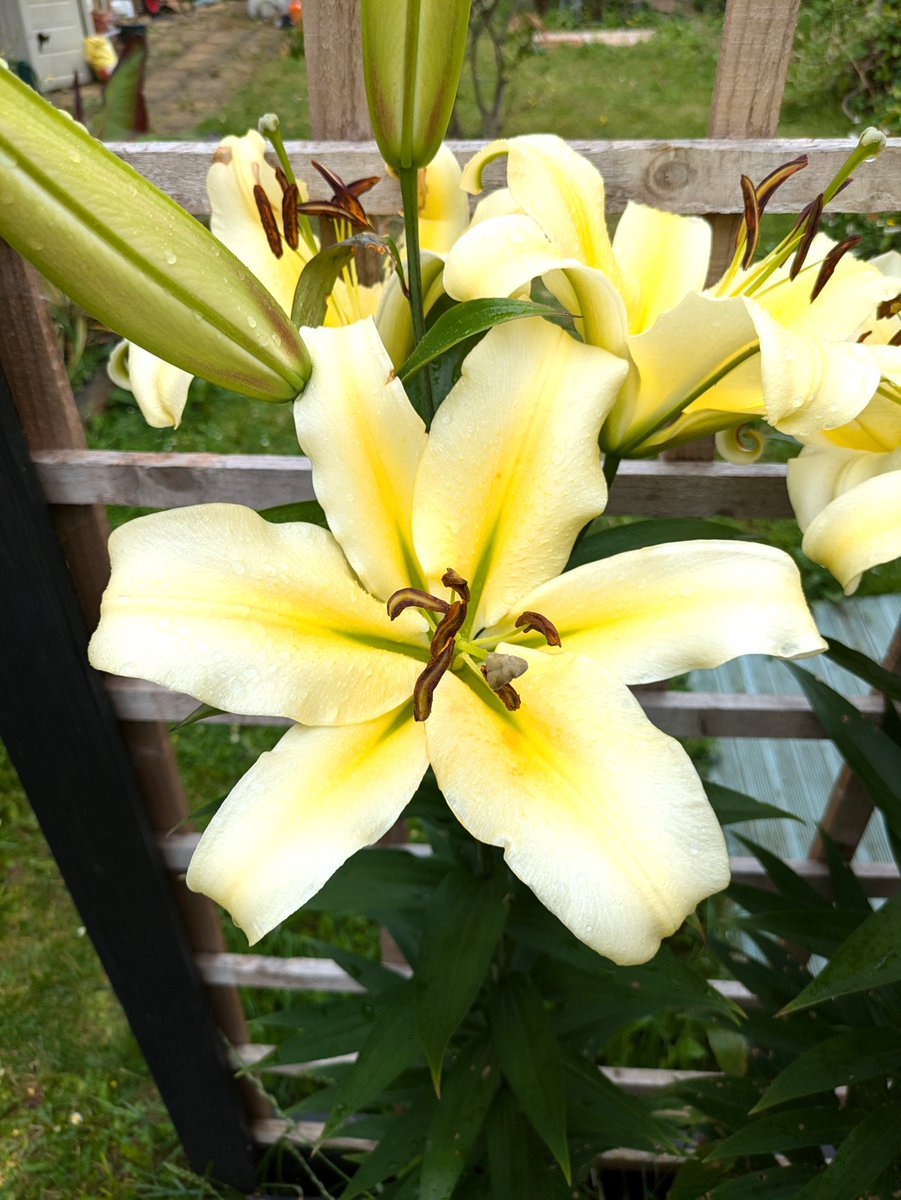 Hope Garden tweet media