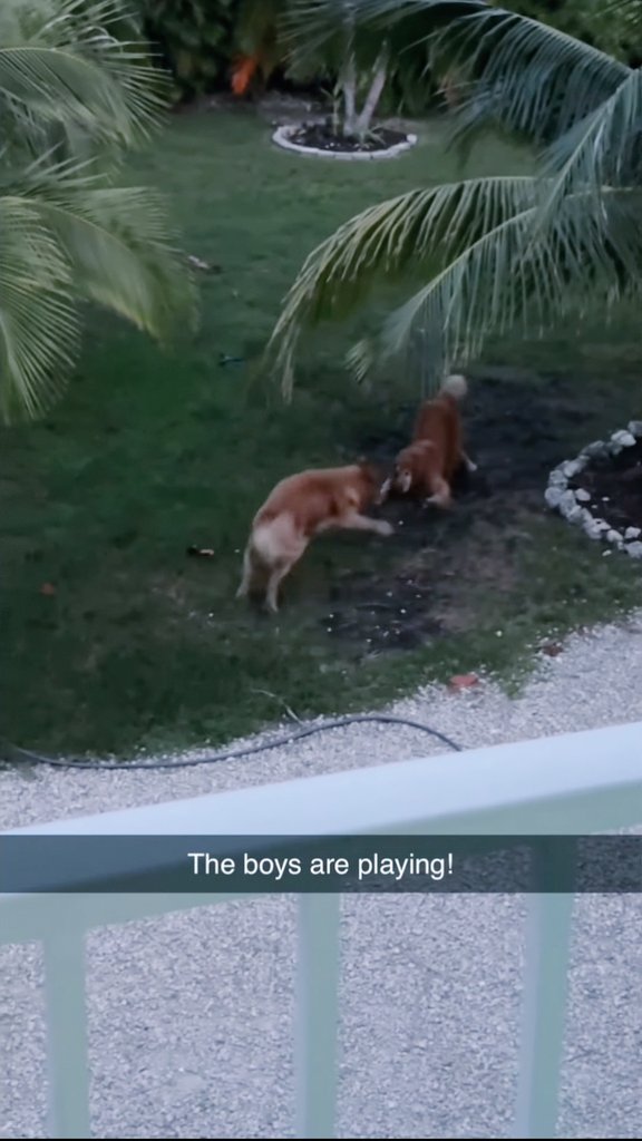 bouncebckbelle's tweet photo. @TheGoldenRatio4 So cute to see the two brown boys playing together!! 🥹🤎🤎 #Remole https://t.co/AgUz4vpEvH
